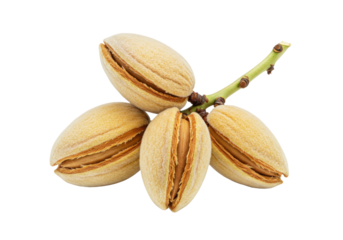 Isolated almond nuts on a branch, shelled, fresh nuts in shells, edible almonds growing