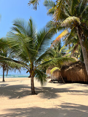 tropical beach with palm trees