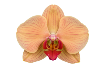 Isolated peach color orchid flower, peach orchid flower with red lips for romantic concepts