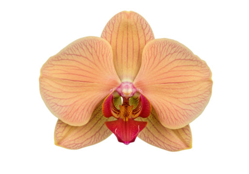 Isolated peach color orchid flower, peach orchid flower with red lips for romantic concepts