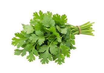 Isolated cilantro bunch herb spice ingredient for Mexican dishes, Thai and Asian cuisine