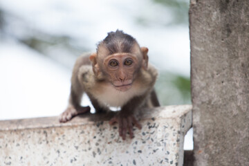可愛いサル