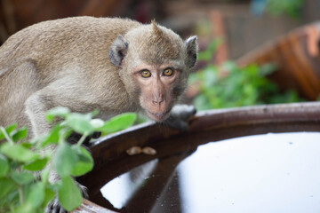 可愛いサル