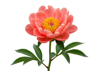 Isolated beautiful salmon-pink herbaceous peony flower with yellow center, floral blossom