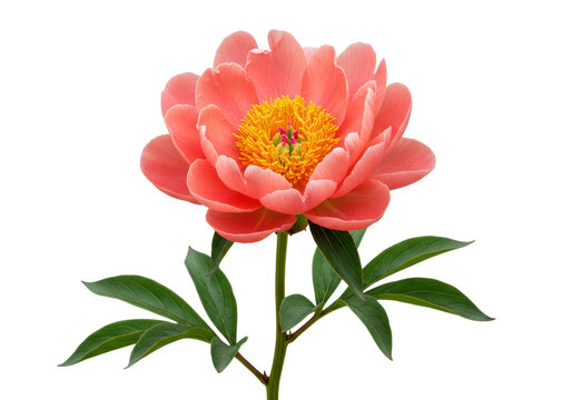 Isolated beautiful salmon-pink herbaceous peony flower with yellow center, floral blossom