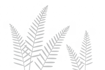 Fern leaves botanical silhouette transparent background vector