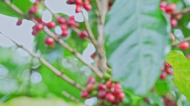 Red and green coffee beans on the bolaven plateau coffee in the mountains of Paksong