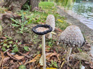 mushroom in the forest