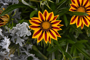 Yellow flowers on a green background. Bright Gazania grows in the garden among other flowers and plants. Decoration of borders, gardens, rock gardens. Environmental protection, laws of nature.