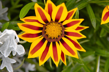 Bright Gazania flower close-up on a green background.From the Asteraceae family, native to South Africa.Yellow petals have red smooth lines. Suitable for decorating flower beds, borders, rock gardens.