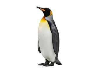 Fototapeta premium King penguin standing profile isolated on transparent background