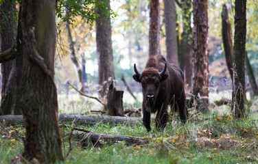 Stado polskich żubrów na pierwotnym jesiennym lesie