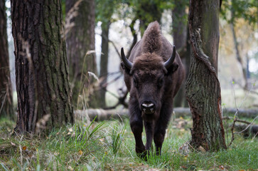 Stado polskich żubrów na pierwotnym jesiennym lesie