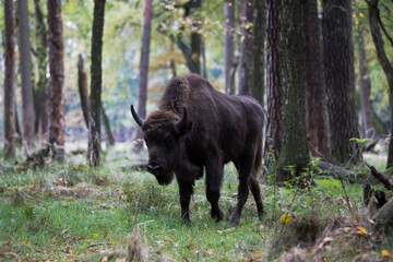 Stado polskich żubrów na pierwotnym jesiennym lesie