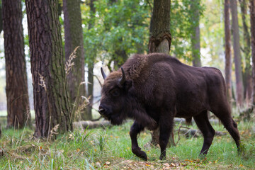Stado polskich żubrów na pierwotnym jesiennym lesie