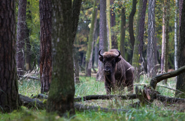 Stado polskich żubrów na pierwotnym jesiennym lesie