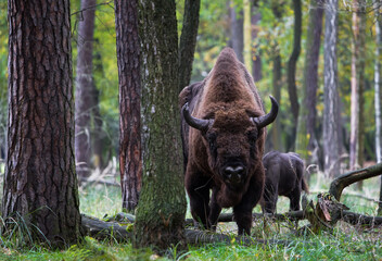 Stado polskich żubrów na pierwotnym jesiennym lesie