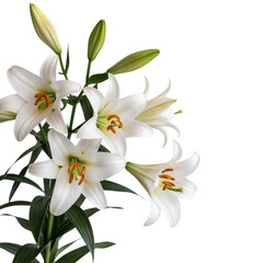 Stylish Floral Presentation: Cut Out of Blooming Lilies with Buds
