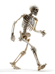 Walking Skeleton Isolated on White Background Represents Skeletal System and Human Anatomy
