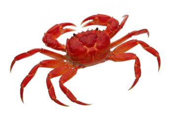 Vibrant red crab detailed close-up studio shot with black background nature wildlife isolated on transparent background