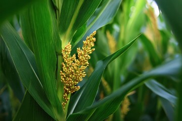 Fototapeta premium Iowa Cornfield. Tasseling Corn in Lush Green Crop Field