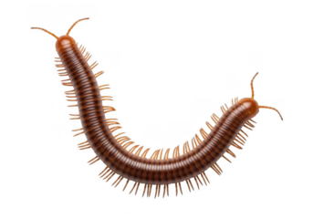 Brown millipede with many legs isolated on transparent background