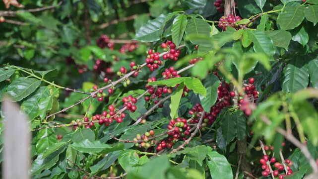 Red and green coffee beans on the bolaven plateau coffee in the mountains of Paksong