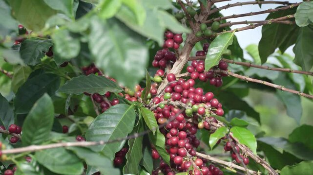 Red and green coffee beans on the bolaven plateau coffee in the mountains of Paksong