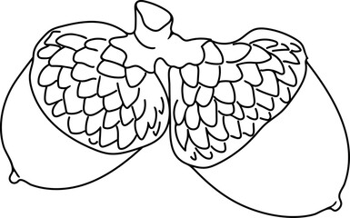 Coloring page with two acorns of red oak (Quercus rubra) on white background