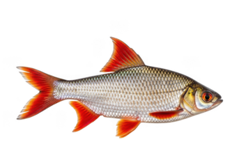 Brightly colored freshwater fish with vivid red fins isolated on a dark backdrop isolated on transparent background