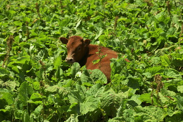 A brown cow lies in the green grass in a meadow with huge leaves of horse sorrel