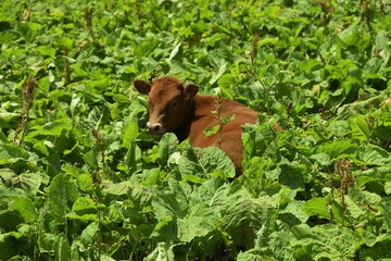 Obraz premium A brown cow lies in the green grass in a meadow with huge leaves of horse sorrel
