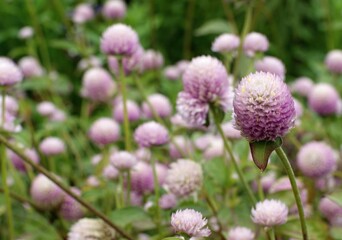 Gomphrena globosa flowers blooming in a natural garden