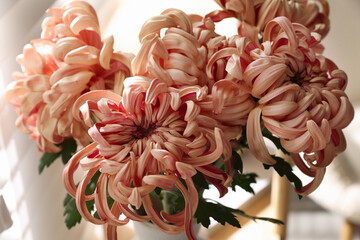 Bouquet of beautiful pink chrysanthemum flowers on blurred background, closeup