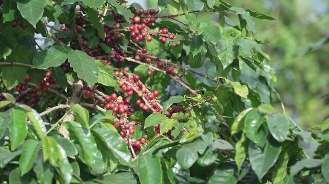 Red and green coffee beans on the bolaven plateau coffee in the mountains of Paksong