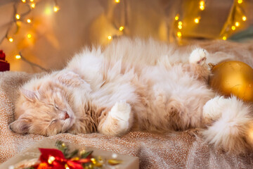 Siberian breed of cat in relax in Christmas time