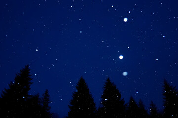 Fototapeta premium Night-Sky Christmas Background Silhouette Fir Trees Snow Falling