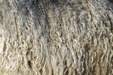 texture of a wool animal lama background brown © photolink