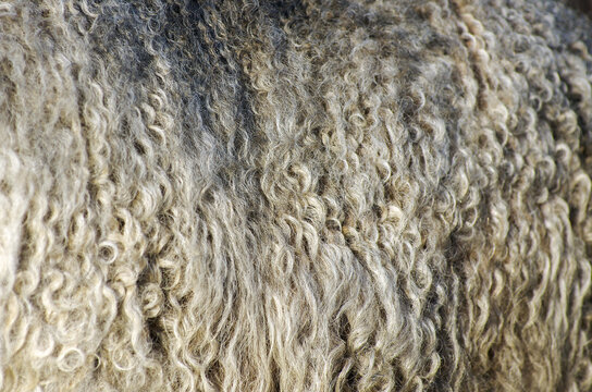 texture of a wool animal lama background brown