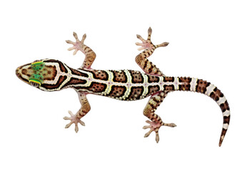 Leopard gecko with intricate patterns isolated on transparent background