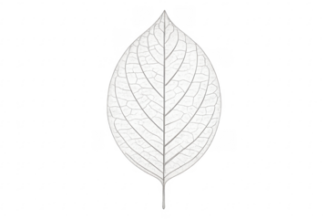 White skeleton leaf veins on transparent background