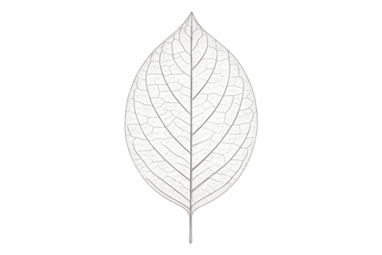 White skeleton leaf veins on transparent background - Powered by Adobe