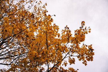 autumn leaves against blue sky