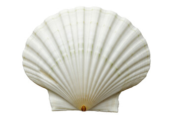 White scallop shell isolated on transparent background
