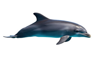 Isolated dolphin swimming, a marine mammal with smooth skin and a sleek body, looking forward