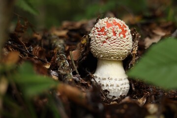 One poisonous mushroom growing in forest, closeup. Space for text