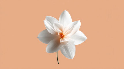 Fototapeta premium A single white daffodil with delicate petals, centered on a soft pastel peach background for a minimalist touch