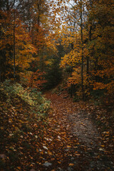Autumn on a trail in Bavaria, Germany