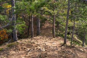 A red trail marker on a tree in a beautiful coniferous mountain forest, showing hiking direction and path navigation through wilderness.