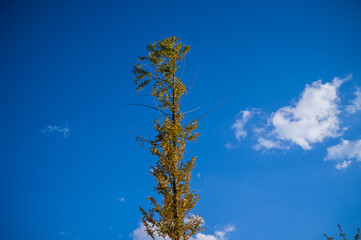 나무와 가을하늘 